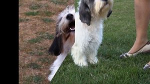 Вандейский Бассет-Гриффон/Petit Basset Griffon Vendeen (порода собак HD slide show)!