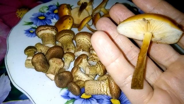 Как отличить опята осенние от зимних.