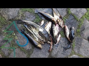 Ловля трески. Часть 4. Тайга у Белого моря 2. Рыбалка в Карелии.