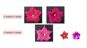 Aléxia Gonçalves Pereira - Investigating characteristics of pollination attraction in Petunia