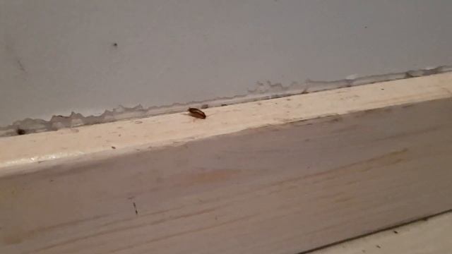 ⚡Уничтожение тараканов в квартире с посуточной арендой | Результат через ⑭ дней после дезинсекции смотреть онлайн