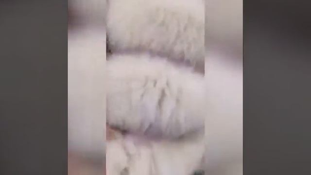 Как дёшево купить шубу? смотреть онлайн