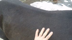 1.Каро: Супер скребница для лошади. (И не дорогая))