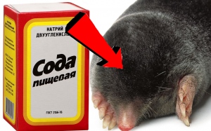 Как избавиться от Кротов За 3 Секунды!