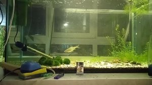 кормление плотвы (сороги) в аквариуме