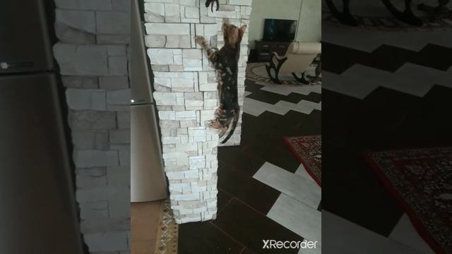 Тренировка?