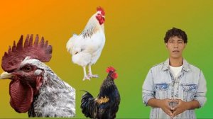 seeing a rooster in a dream for a single woman a married woman and a man