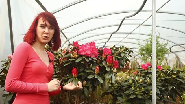 Випуск 15. Рододендрон якушиманський Polaris смотреть онлайн