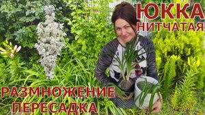 ЮККА НИТЧАТАЯ. ПЕРЕСАДКА И РАЗМНОЖЕНИЕ