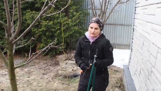 Обрезка плодовых деревьев в Подмосковье