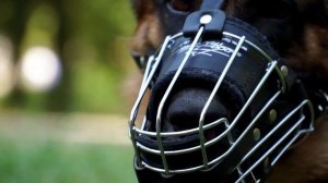 German Shepherd Dog in Metal Cage Dog Muzzle for Training and Walking