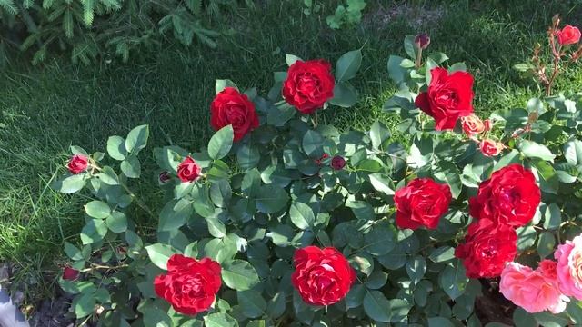 УЛЬЯНОВСК КУСОЧЕК РАЯ НА ЗЕМЛЕ.Instagram:vip.bokareva