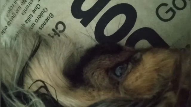 ИСТОРИЯ ПРО ПОТЕРЯННЫЙ ЗУБИК!!! смотреть онлайн