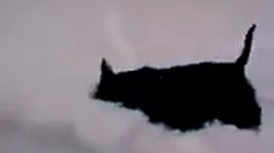 Скотч-терьер Тоша в снегу.avi