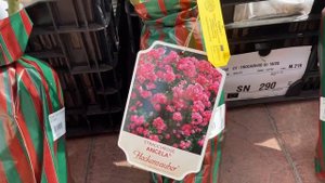 Розы из питомников Кордес и Тантау