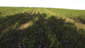 Гербіцид (Майстер Пауер) після обробки кукурудзи 10-й день (Ч-2)