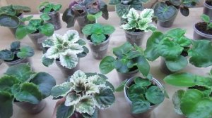 КАК ВЫРАСТИТЬ КРЕПКИХ ДЕТОК ФИАЛКИ❗