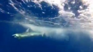 Рыбалка на Акулу мальдивы акула shark fishing