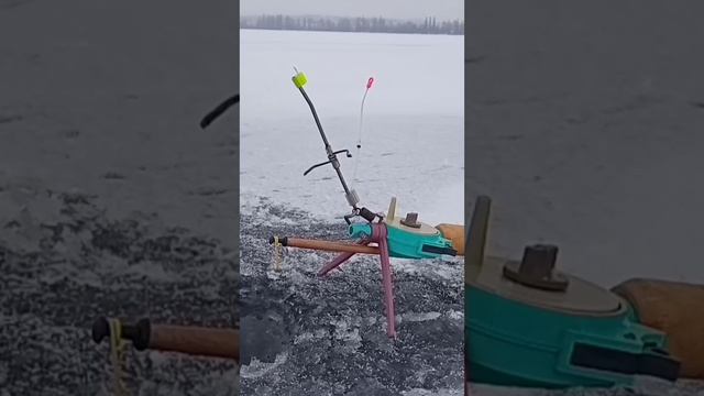 Самоподсекающая удочка для зимней рыбалки Self hooking rod for ice fishing #shorts