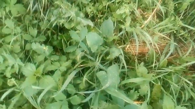 Какой свежескошенной травой нельзя кормить кроликов смотреть онлайн