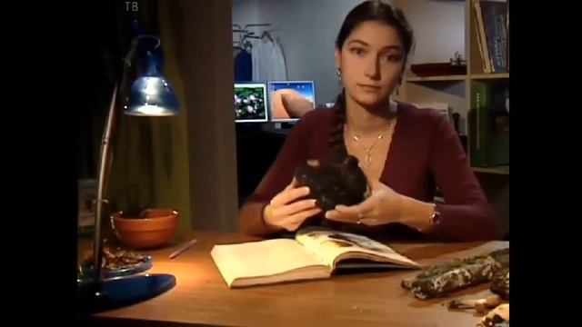 Гриб чага и его свойства