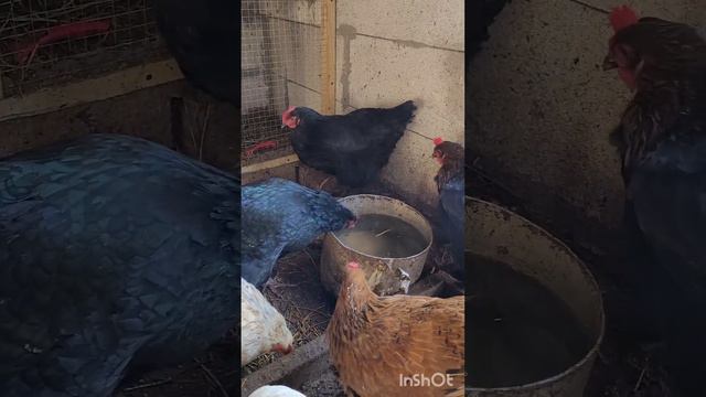 Наши курочки пьют воду смотреть онлайн