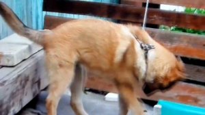 Шарик за неделю до отравления