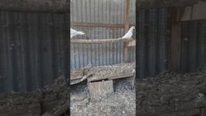 Голуби Азербайджан геранбой Рагимли