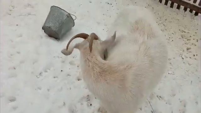 Почему мы отказались от коров? Козы проще и выгодней! смотреть онлайн