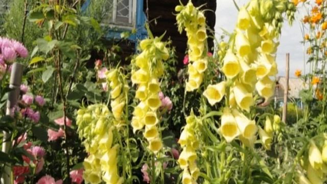 Наперстянка многолетняя — лучшие виды и сорта для дачи