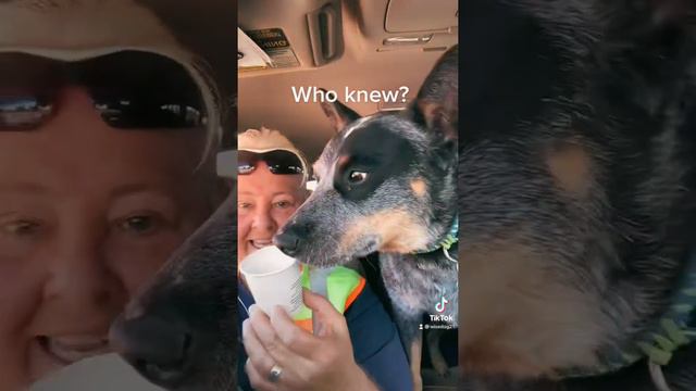 Sarge the Heeler: Tiny Pup Cup -Who Knew? смотреть онлайн