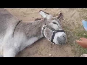 ЦИРКОВОЙ ОСЛИК ВАСЯ В ДЕРЕВНЕ
