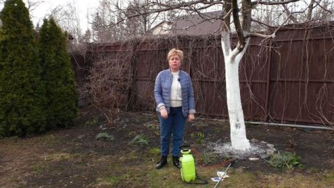 Чем опрыскивать сад весной. Обработка сада от болезней и вредителей. Весенняя обработка сада.