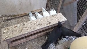 Tauben / Pigeons / Mои голуби/Как я приучаю голубей, чтобы не боялись меня./ 16.03.19