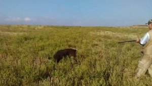 Охота на перепела   Крым