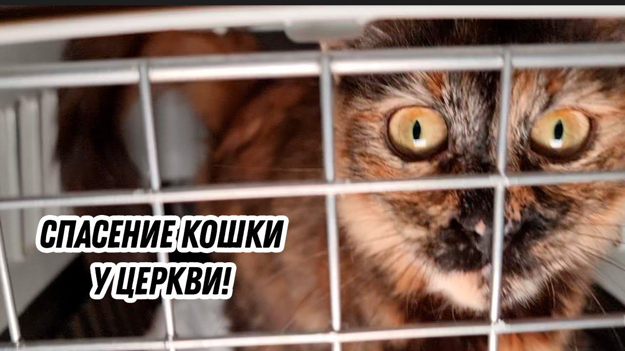 Спасение кошки у церкви!