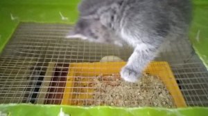 Диана - богиня охоты