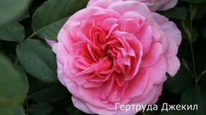 Краткий видео обзор розы Гертруда Джекил (Английская) (Gertrude Jekyll Austin, 1985)