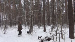 Будни охотника на куницу с лайками -2.