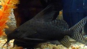 (Synodontis eupterus) Just being goofy, dancing around in circles!