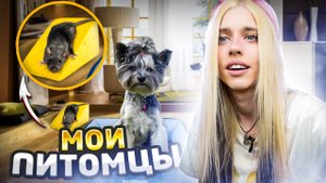 Обзор на моих питомцев