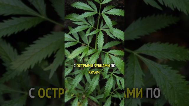 3 смертельно ядовитых травы - Болиголов, Цикута, Кокорыш