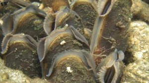 10 почти БЕССМЕРТНЫХ  животных! Животные долгожители!