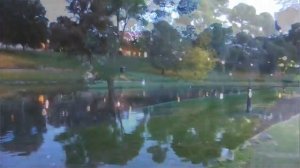 Аделаида, Австралия. Река Торренс и пеликан.