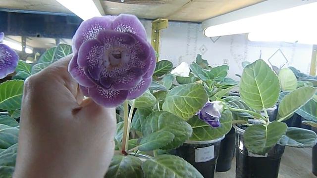 Глоксиния Сладкие Мечты ! смотреть онлайн