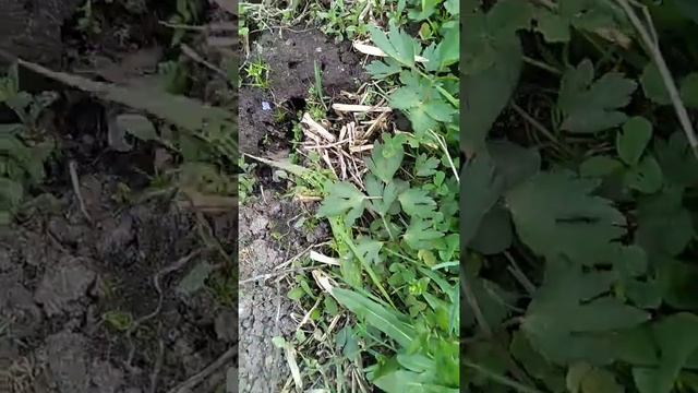 Дача. Зелёная красавица. Попробую снять её подружку - зелёную лягушку. смотреть онлайн