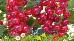 Смородина красная Пурпурная ? Обзор: посадка и уход. саженцы смородины: описание и особенности