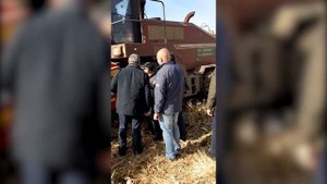 Заготовка кукурузы на корнаж