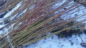 Прикопка саженцев на зиму