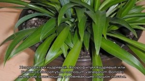 Цветок Хлорофитум — виды и сорта растения